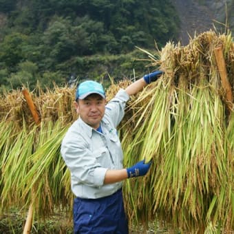 アジアアフリカ支援米収穫祭、悪天候にも関わらず「とちぎの星」収穫‼️