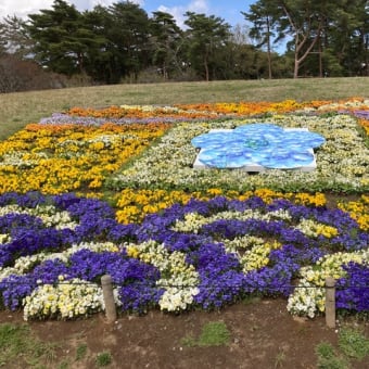 ひたち海浜公園　花・花・花