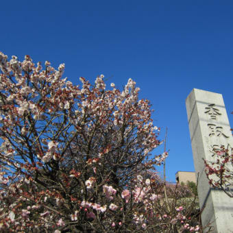 小村井香取神社の香梅園と亀戸天神の梅（１５日）♪。