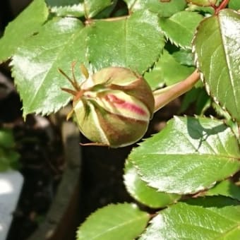 バラの蕾と