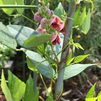 アピオス 開花