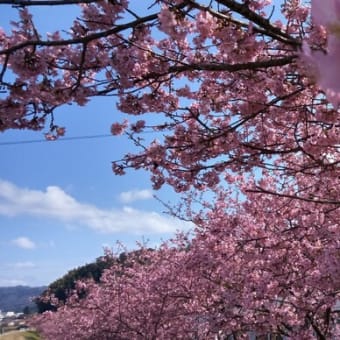 河津桜