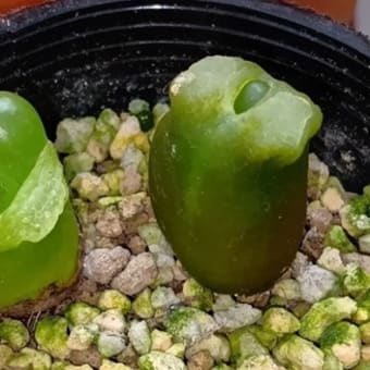 閲覧注意ぽいコノフィツムの脱皮　20250627