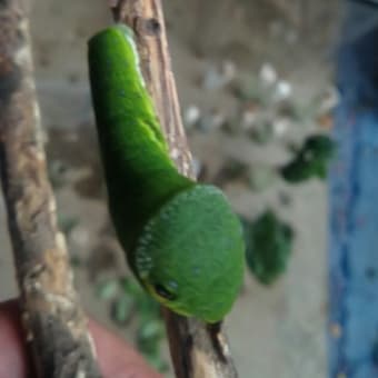 種類が増えた