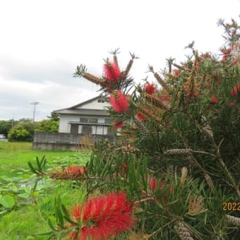 ブラシの花の性格