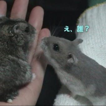 「そんな彼女に～が現れる」って？