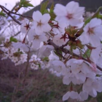 堤の桜