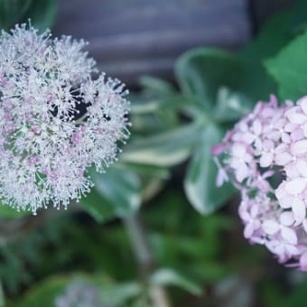 紫陽花の季節を楽しむ時間