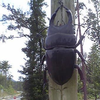 コカブトムシ恐るべし