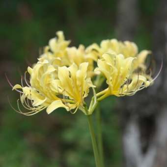 Lycoris: A group of cluster amaryllis that colors the end of summer