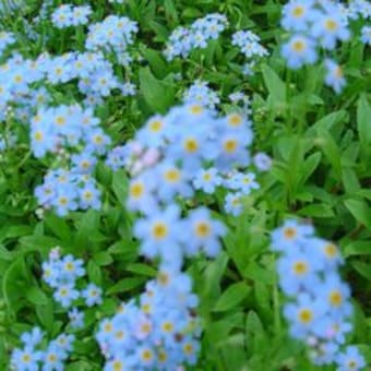 勿忘草　（袖ケ浦の思い出）