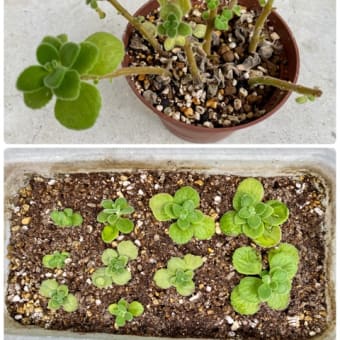 ベランダガーデニング♪多肉の植え替えo(*^▽^*)o
