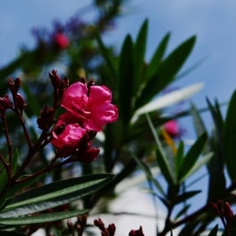 2019年大浜海岸付近に咲く花、植物