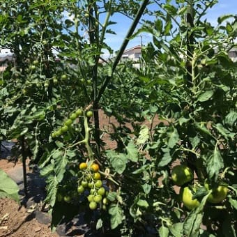 Hilo‘s Farm 夏野菜の収穫始まる