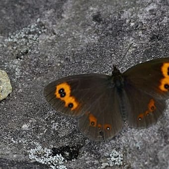 池の平湿原のベニヒカゲ