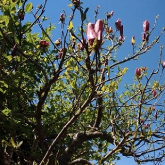 8th Apr 2019 (Mon) 我が家の春　紫木蓮