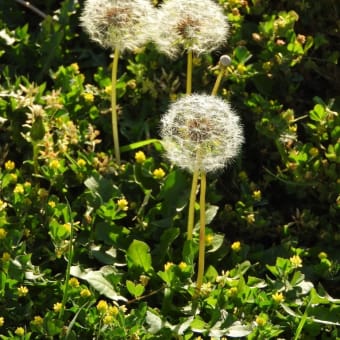 2020年のバラの開花宣言