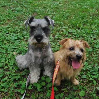 海の公園 ＤＯＧ ＲＵＮ