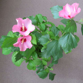 ヘンルーダ みんなの花図鑑 掲載数 3 406件 ヘンルーダ みんなの花図鑑 掲載数 3 406件