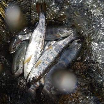高水の吉田川へアマゴ釣り･･･　いよいよ本番！　2025.4.18　