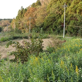 散歩写真　千葉・里山（2019/11/2）（２）