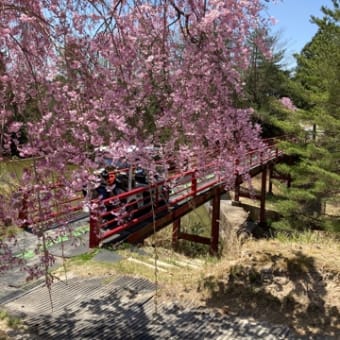 しだれ桜満開ゴルフ🌸🌸🌸