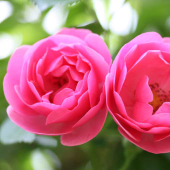 今年の薔薇は素敵でしょう