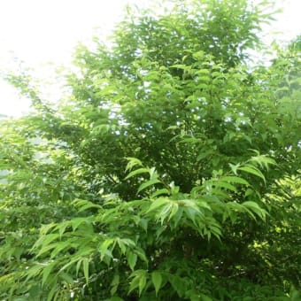 栴檀の花が咲きました