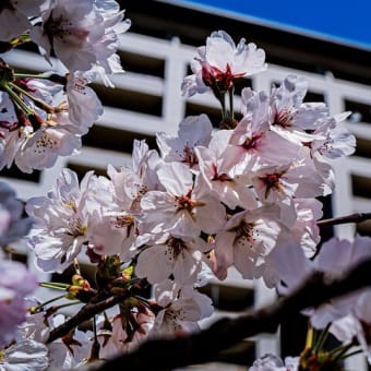 2024年5月31日　女鳥羽川の桜