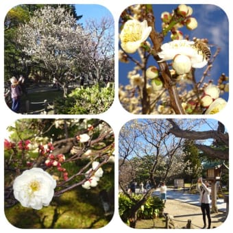 No.5,051「白山公園の梅の花」のお話。