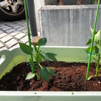 今年の野菜たち