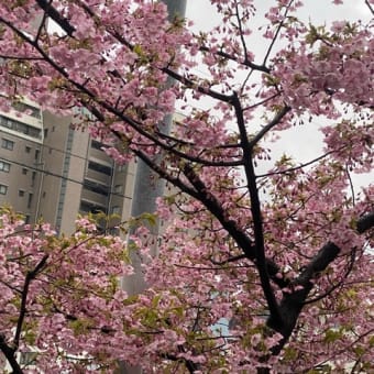 遅い桜の写真