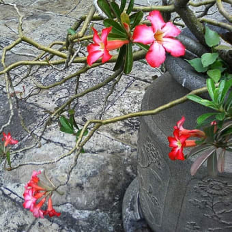 ワット・プラケオに咲く花
