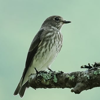 秋の旅鳥エゾビタキを探しに行く