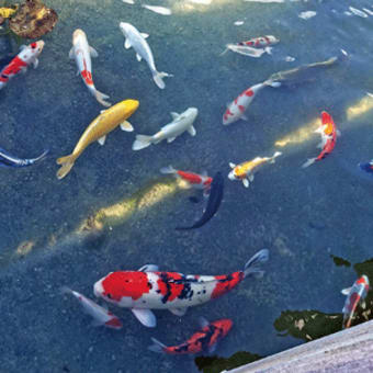 御坊市観光協会  ３０周年記念でＧＷから鯉まつり  ７０匹泳ぐＳｉｏトープを新名所に　2022年4月17日
