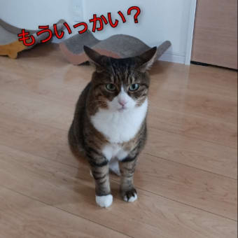 ぼるしち6歳のお誕生日 