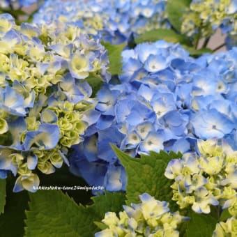 紫陽花　お写ん歩