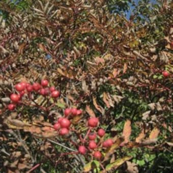 妙高・戸隠の山 ２日目 （火打山）