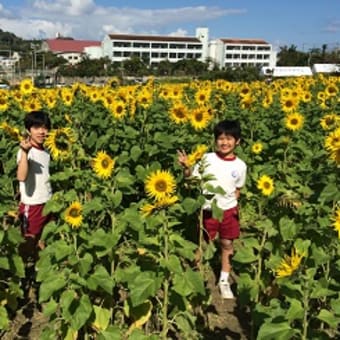 ひまわり祭