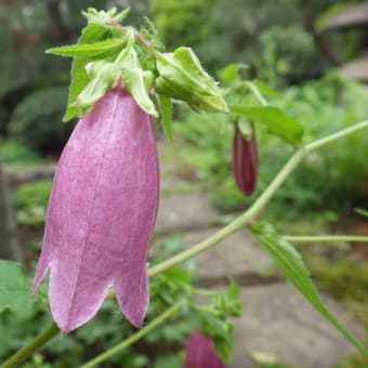 オニヒカゲワラビ ( 鬼日陰蕨 ) - しをり戸