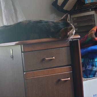 今日は暑かった(〃´o｀)=3