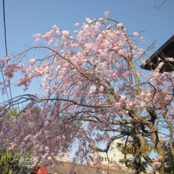 桜咲く　その２
