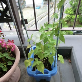 アサガオ開花