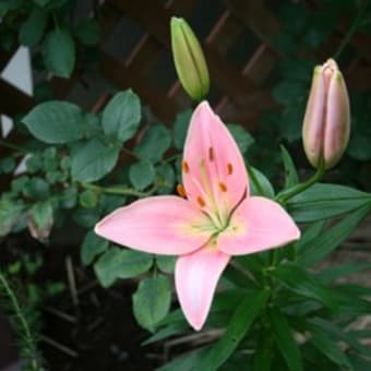薔薇に代わる季節のピンチヒッター