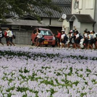 本薬師寺跡　ホテイアオイと夕景