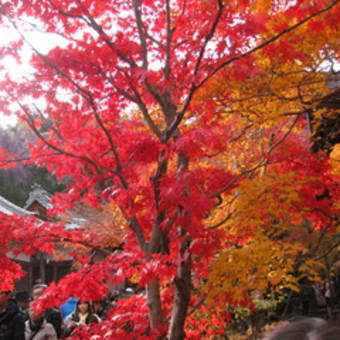 紅葉で綺麗な京都