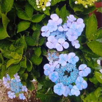 静かな日、紫陽花が今年も咲いている