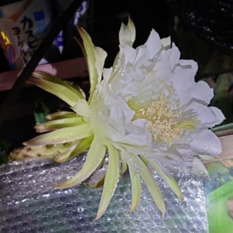 袖ヶ浦の花が咲きました