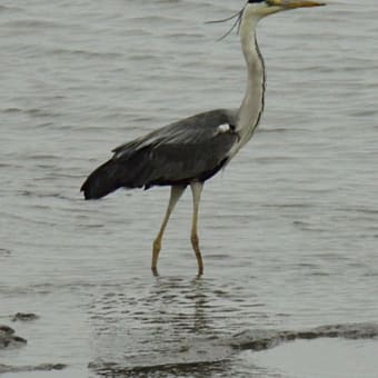 32回鹿島ガタリンピック