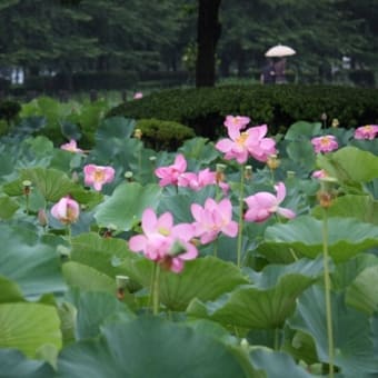 行田の古代蓮の里